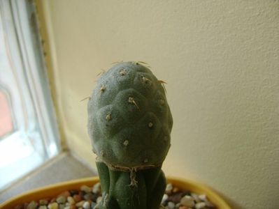 Tephrocactus alexanderi v. geometricus