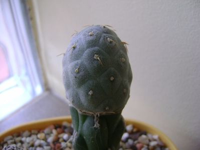 Tephrocactus alexanderi v. geometricus