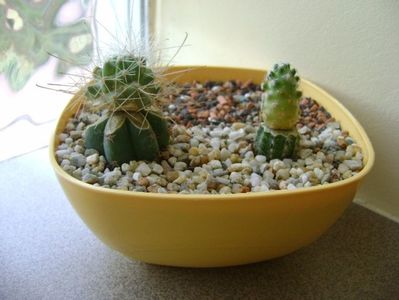 Grup de 2 cactusi altoiti; Cochemiea pondii ssp. setispina
Mammillaria saboae ssp. haudeana
