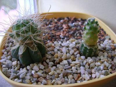 Grup de 2 cactusi altoiti; Cochemiea pondii ssp. setispina
Mammillaria saboae ssp. haudeana
