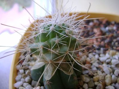 Cochemiea pondii ssp. setispina