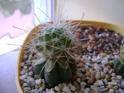 Cochemiea pondii ssp. setispina