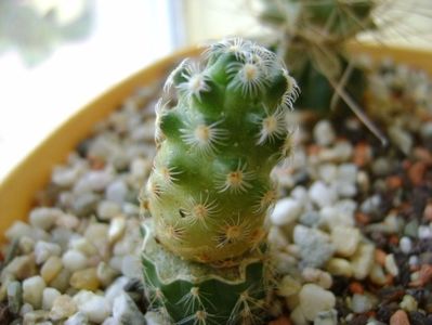 Mammillaria saboae ssp. haudeana