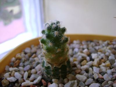 Mammillaria saboae ssp. haudeana
