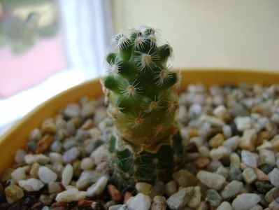 Mammillaria saboae ssp. haudeana