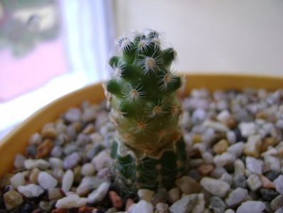 Mammillaria saboae ssp. haudeana