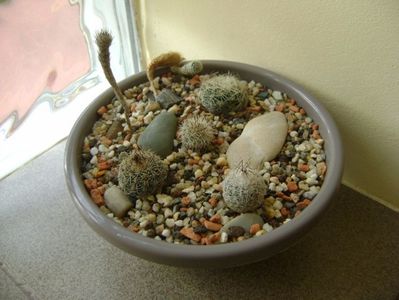 Grup de 6 cactusi; Gymnocactus subterraneus v. zaragosae
Gymnocactus knuthianus
Gymnocactus subterraneus 1
Gymnocactus sauerii
Gymnocactus preenii
Gymnocactus subterraneus 2
