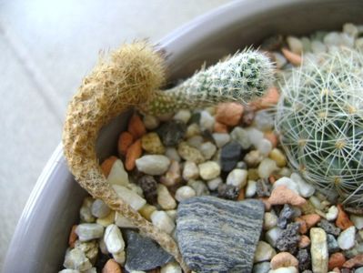Gymnocactus subterraneus 2