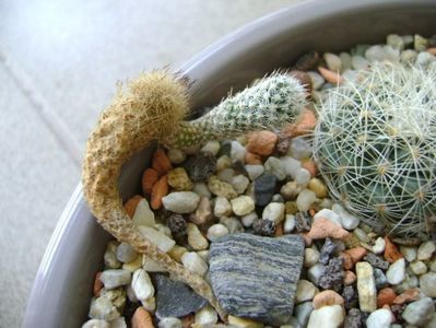 Gymnocactus subterraneus 2