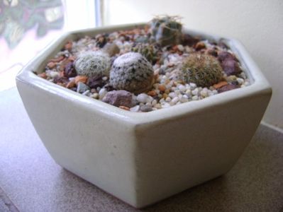 Grup de 6 cactusi; Ariocarpus scaphirostris (scapharostrus)
Turbinicarpus panarottoi
Turbinicarpus valdezianus 
Turbinicarpus ysabelae
Acanthocalicium (Echinopsis) thionanthum
Sulcorebutia patriciae
