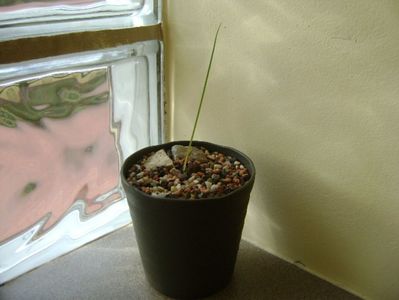 Albuca spiralis