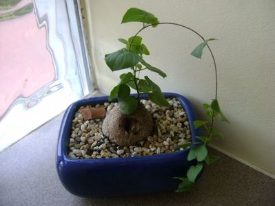 Dioscorea elephantipes