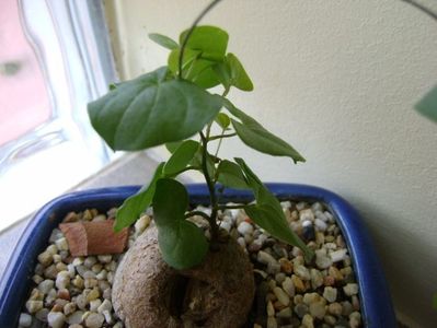 Dioscorea elephantipes