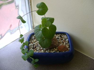 Dioscorea elephantipes