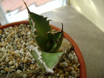 Agave titanota