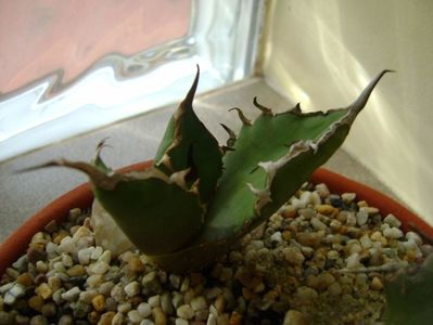 Agave titanota