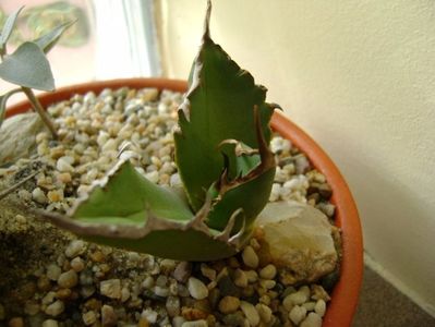 Agave titanota