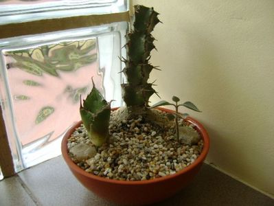 Grup de 3 suculente; Euphorbia coerulescens
Agave titanota
Kalanchoe bracteata
