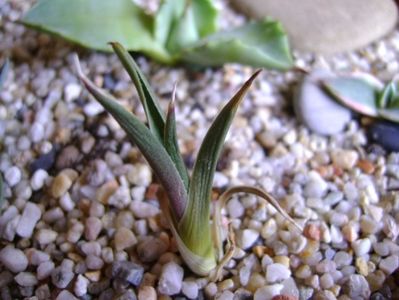 Agave filifera schidigera