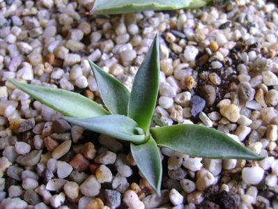 Agave sp.