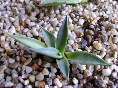 Agave sp.