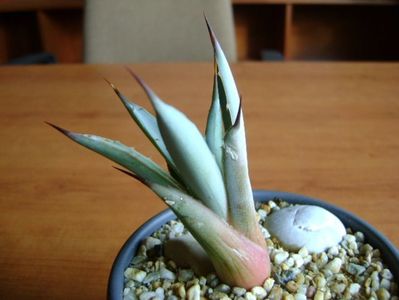 Agave macroacantha