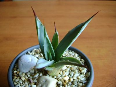 Agave macroacantha