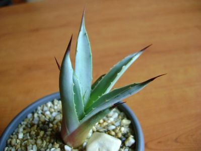 Agave macroacantha