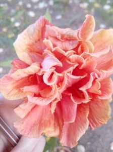 hibiscus batut porto cu galben