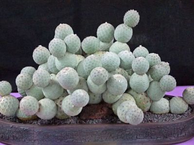 Tephrocactus geometricus