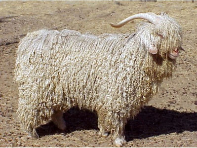 capra-angora-640