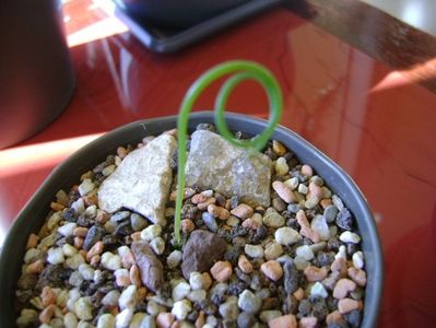 Albuca spiralis