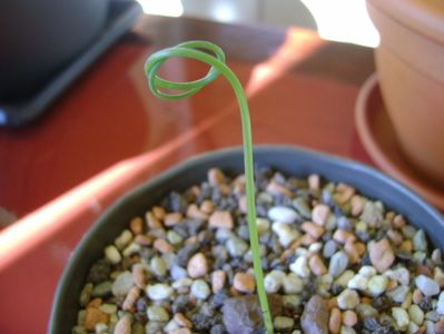 Albuca spiralis