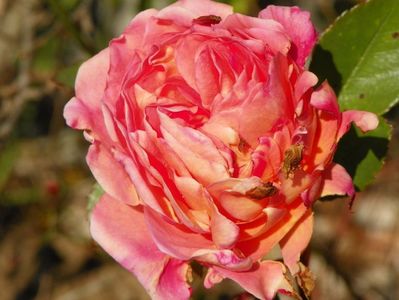 Abraham Darby