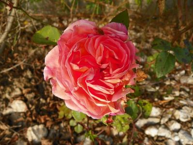 Abraham Darby