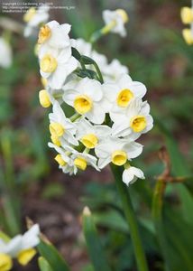 Narcissus tazetta 'Avalanche'