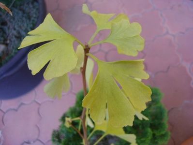 Ginkgo biloba, detaliu