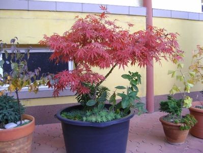 Acer japonicum