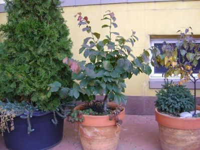 Arbore magic persan (Parrotia persica)