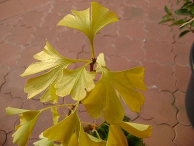 Ginkgo biloba, detaliu