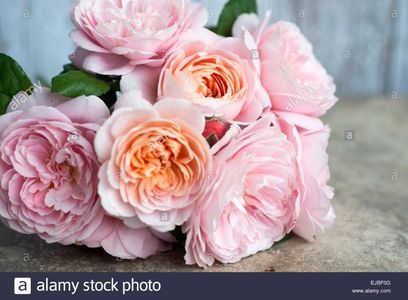 rosa-queen-of-sweden-a-david-austin-english-rose-cut-and-lying-on-EJBF0G