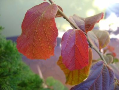 Parrotia persica, detaliu