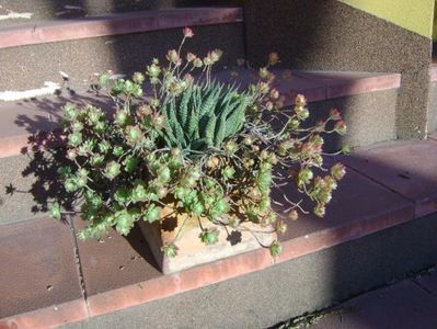 Sedum palmeri & Aloe aristata; plantele din ghiveci au venerabila varsta de 14 ani
