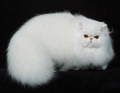 white_persian_cat6