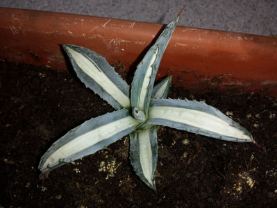 Trimis la - geranium.sunphoto.ro; Agava Americana Mediopicta Alba
