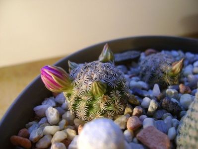 Mammillaria hernandezii; 18 nov. 2017
