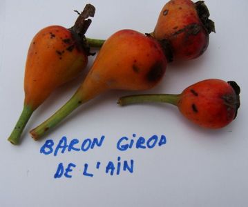 macese Baron Girod de L'Ain
