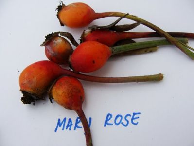 macese Mary Rose