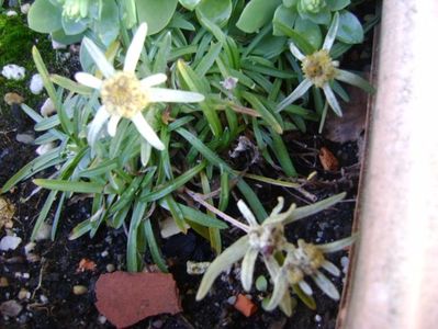 10 dec. 2017: Floare de colt (Leontopodium alpinum); 10 dec. 2017 - familia Asteraceae
