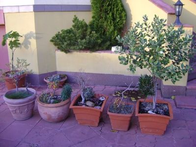 Grup de bonsai si prebonsai